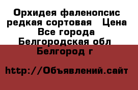 Орхидея фаленопсис редкая сортовая › Цена ­ 800 - Все города  »    . Белгородская обл.,Белгород г.